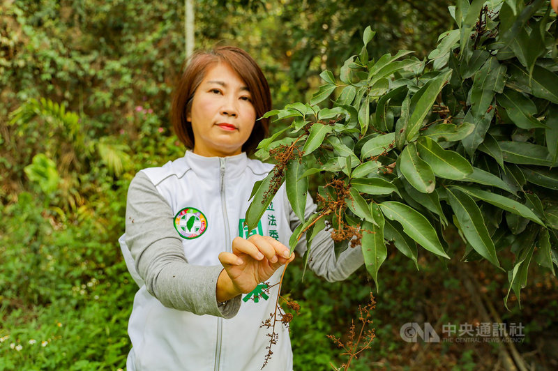 屏東玉荷包荔枝受到乾旱氣候影響,開不了花、結不了果,民進黨立委周春米要求農改場應儘速提供農民因應極端氣候的種植、預防農損等技術,降低農產業的天災風險。(周春米服務處提供)中央社記者郭芷瑄傳真 110年5月7日