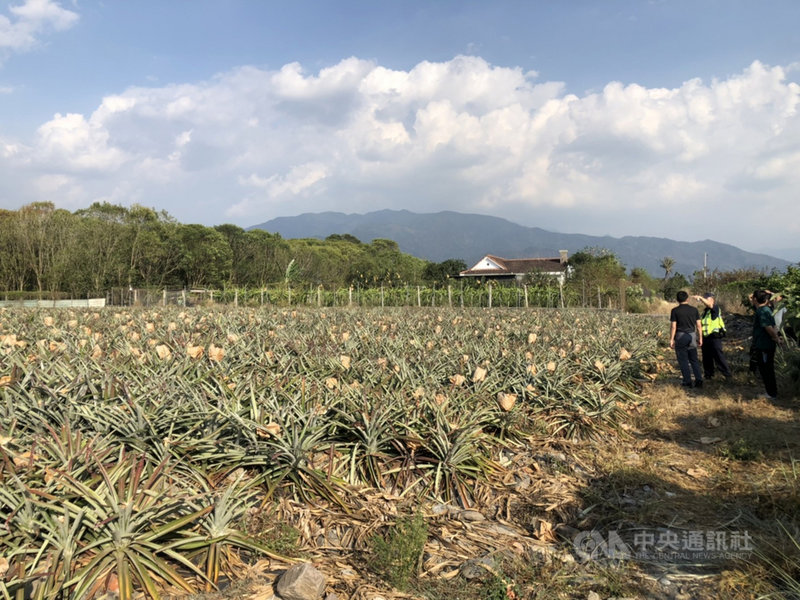 屏東縣瑪家鄉日前一處鳳梨田被偷了約1000顆鳳梨,警方追查跟監半個月,6日逮捕林嫌,訊後依竊盜、加重竊盜罪嫌移送屏東地檢署,並經屏東地方法院收押。(內埔警分局提供)中央社記者郭芷瑄傳真 110年5月8日