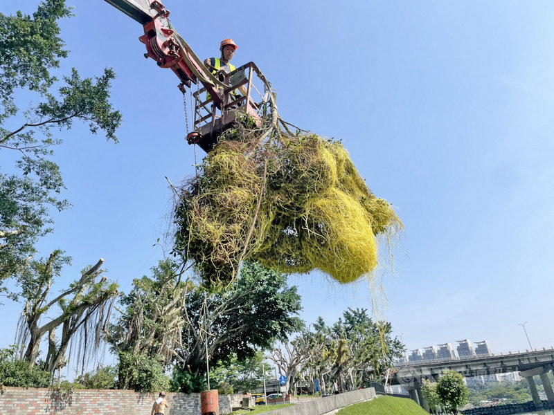 新北市新店區碧潭遭植物界殺手「日本菟絲子」入侵,新北市觀旅局8日表示,接獲消息後已陸續派員移除受感染枝葉,4月16日起至5月7日,累計已清除約25噸枝葉。(新北市政府提供)中央社記者黃旭昇新北市傳真 110年5月8日