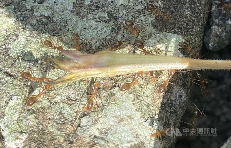 彰師大生物系教授林宗岐團隊發現「黃狂蟻」現蹤蘭嶼地區,林宗岐指出,「黃狂蟻」雖不會主動攻擊陸蟹,但陸蟹若經過「黃狂蟻」領域,牠們就會噴毒液致使螃蟹死亡,接著分食蟹肉以壯大族群,就這樣不斷反覆,恐釀惡性循環,衝擊當地陸蟹生態。(民眾提供)中央社記者盧太城台東傳真 110年5月8日
