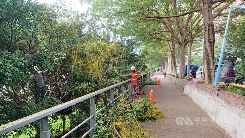 新店碧潭遭植物殺手「日本菟絲子」入侵,新北市觀旅局8日表示,專家建議以機械方式定期修剪,移除受感染寄生的枝葉與樹皮,嚴格控制感染範圍,避免擴散;現已派人進行移除作業,截至7日總計清除約25噸遭感染枝葉,日後防治作為將加強巡檢及管理。(新北市政府提供)中央社記者黃旭昇新北市傳真 110年5月8日