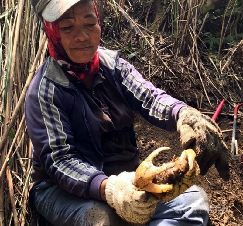 蘭嶼飛魚季持續時間可長達半年,於此期間,當地還有一個相當重要「螃蟹節(慰勞節)」,當地婦女會捕捉螃蟹為家中男丁進補,以慰勞男性捕飛魚的辛勞。(民眾提供)中央社記者盧太城台東傳真 110年5月8日
