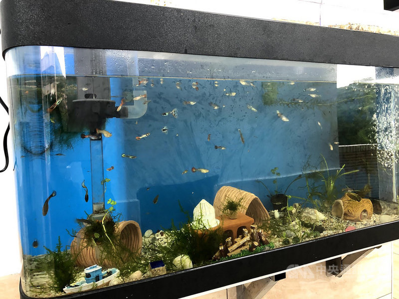 基隆市八斗國小校長羅世彬指出,學校發展海洋教育,校內老舊廁所改善工程也融入學校特色,突破一般設計工法,將水族箱安裝於廁所牆面,讓學習素材融入孩子的日常生活環境,讓學生可隨時觀察水中生物。(基隆市政府提供)中央社記者王朝鈺傳真 110年5月9日