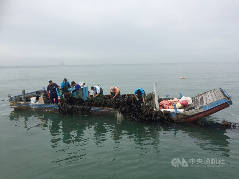 金門縣水產試驗所人員10日上午出海採收新鮮海帶,立即運往水試所,下午開賣。民眾表示,海帶新鮮乾淨,讓人吃得放心,每年都要來採購。中央社記者黃慧敏攝 110年5月10日