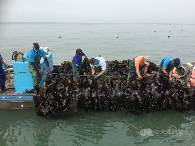 金門縣水產試驗所人員10日上午出海採收新鮮海帶,下午正式開賣,每3斤新台幣100元,供民眾搶購。中央社記者黃慧敏攝 110年5月10日