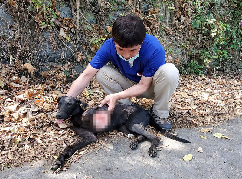 台灣動物緊急救援小組獲報有一隻流浪犬的左前腿疑遭開山刀斬斷,緊急趕往高雄市永安阿公店溪旁的高21線鄉道旁救援,送醫做截肢手術,並籲民眾共同緝凶。(台灣動物緊急救援小組提供)中央社記者王淑芬傳真 110年5月12日