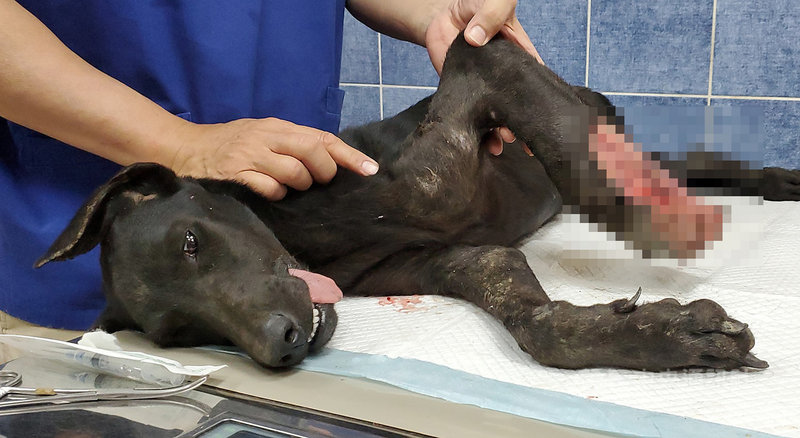 台灣動物緊急救援小組獲報有一隻流浪犬的左前腿疑遭開山刀斬斷,緊急趕往高雄市永安阿公店溪旁的高21線鄉道旁救援,送醫緊急手術,已縫合傷口。(台灣動物緊急救援小組提供)中央社記者王淑芬傳真 110年5月12日