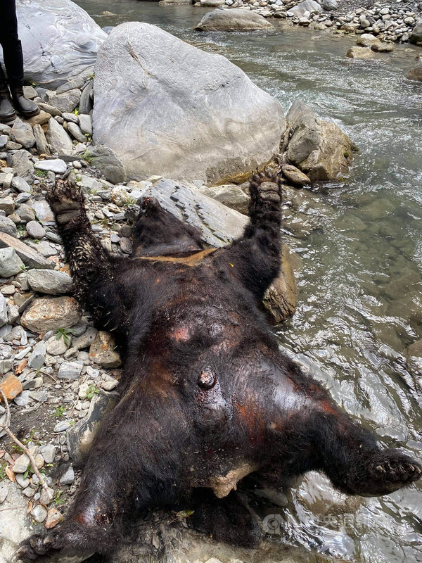 花蓮林管處接獲民眾通報在卓溪鄉拉庫拉庫溪上游一處溪谷發現一頭台灣黑熊仰臥溪邊,屍體已發臭,12日上午已派人上山,徒步要花3天時間,預計15日才能接觸到黑熊,再由獸醫檢查,了解死亡原因。(民眾提供)中央社記者李先鳳傳真 110年5月12日