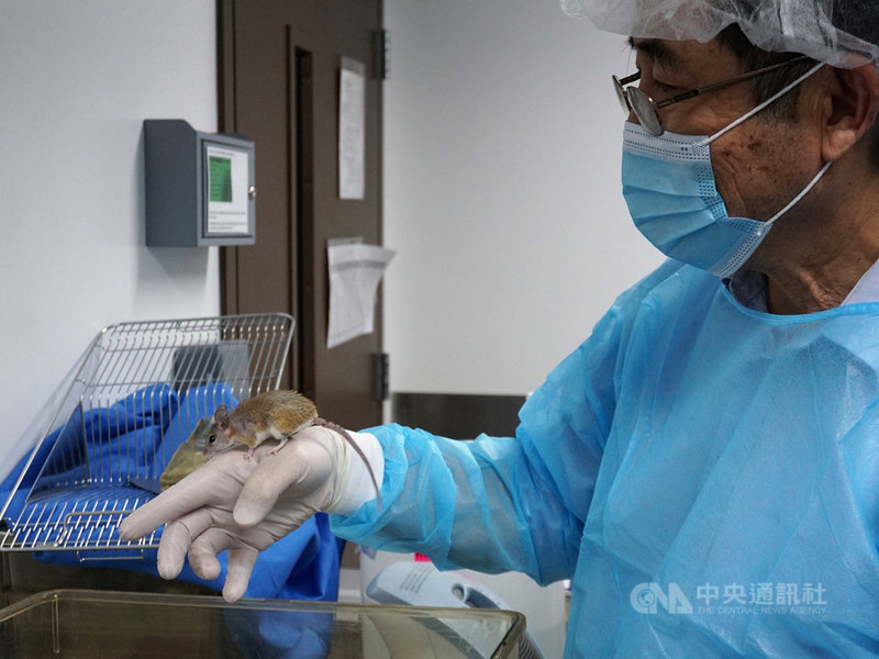 南加州大學(USC)病理所的實驗室內,飼養著非洲刺毛鼠,研究人員必須穿戴隔離衣才能進入。中央社記者林宏翰洛杉磯攝 110年5月14日