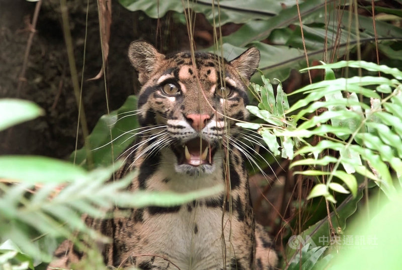 台北市立動物園休園沒遊客雲豹 花豹放心溜達 地方 中央社cna