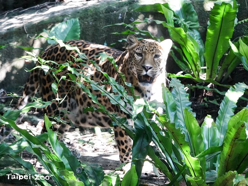 休園第7天的台北市立動物園,花豹趴在最靠近遊客面的仿岩上休息。(圖取自facebook.com/TaipeiZoo)