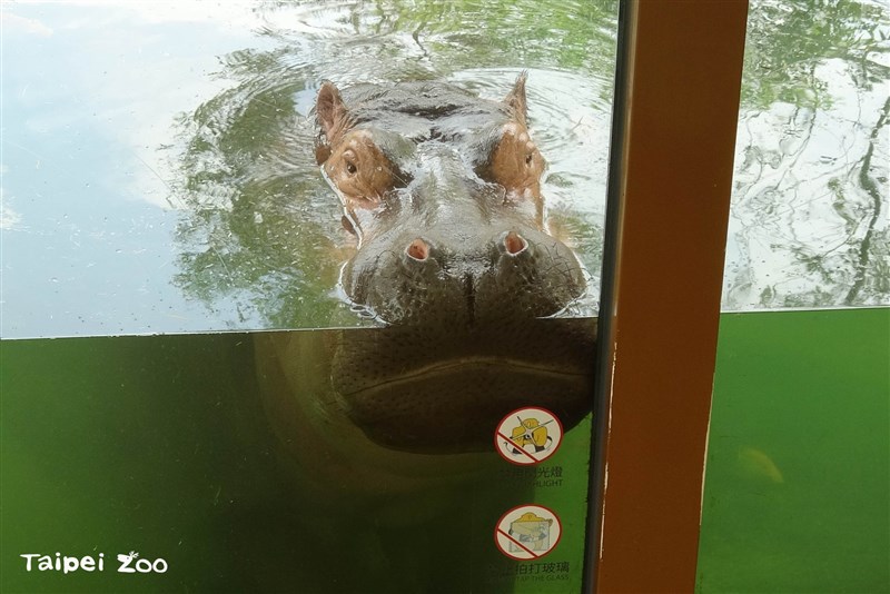 台北市立動物園因應防疫休園,大河馬愜意地將屁股坐在水池底、把臉靠在玻璃上,舒服地泡水消暑。(圖取自facebook.com/TaipeiZoo)