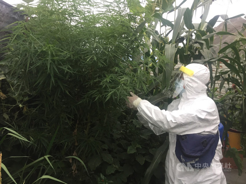 屏東里港警分局25日宣布,23日偵破外籍移工種植大麻及製大麻菸,逮捕6名移工全沒戴口罩。由於正值武漢肺炎疫情期間,警方穿防護衣破門攻堅。(里港警分局提供)中央社記者郭芷瑄傳真 110年5月25日