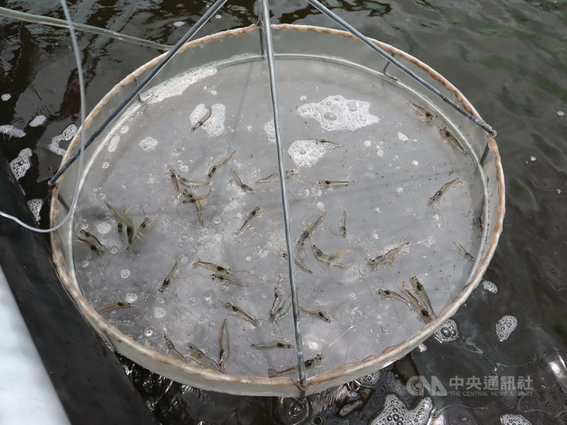蝦子是越南賺取外匯的大功臣。據統計，2020年越南全國共有508家蝦類出口企業，銷往全球135個市場、出口額達37億美元。圖為養殖池裡的幼蝦。中央社記者陳家倫檳椥省攝  110年5月25日