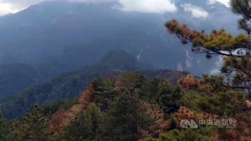 玉山八通關杜鵑營地(玉山事業區第52林班)一帶16日發生森林火災,經森林護管員地面滅火、直升機持續投水,26日下午6時確認火場未再冒煙。(嘉義林管處提供)中央社記者蔡智明傳真 110年5月26日