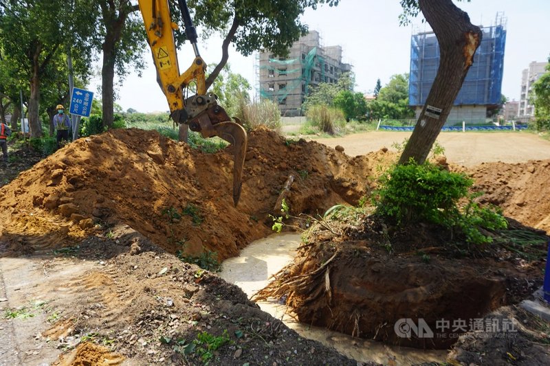 金門縣政府配合環島北路一段拓寬工程，27日起執行行道樹遷移作業，區分移除及移植兩部分，林務所初估將保留20棵左右的樟樹，移植到金沙鎮金門文化園區，其餘路樹將移除。中央社記者黃慧敏攝  110年5月27日