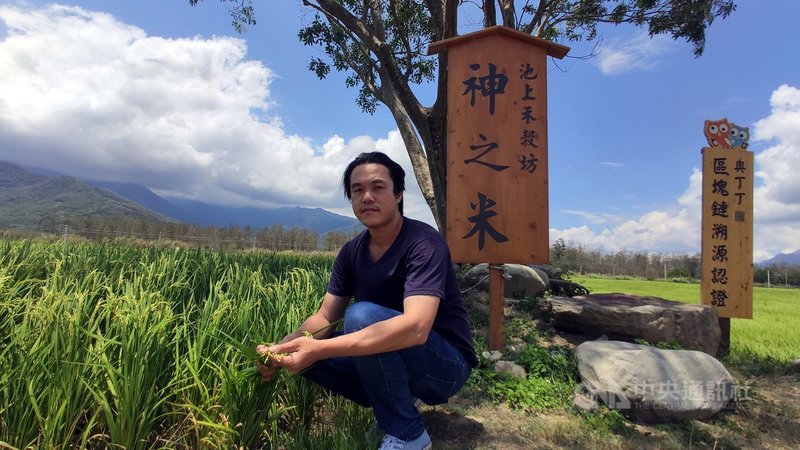 台東一期稻最近都已順利入漿,稻穗飽滿下垂,池上青農魏瑞廷29日上午巡視他的「神之米」稻田時,蹲在水稻旁,開心說「抗旱成功了」。中央社記者盧太城台東攝 110年5月29日