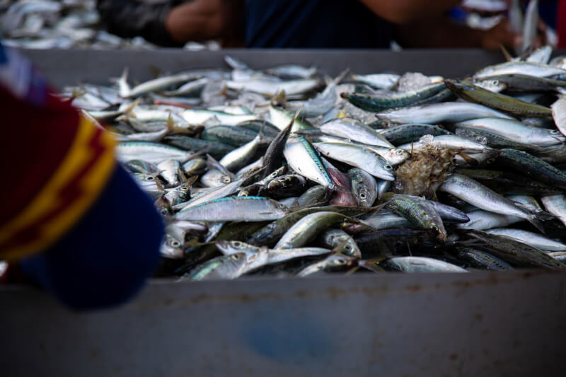 美國就中國遠洋非法捕魚引起的侵犯人權行為，對個人和公司實施制裁。（示意圖／圖取自Pixabay圖庫）