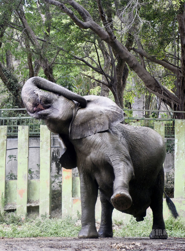 因應國內疫情升溫,壽山動物園19日起休園。高雄市觀光局29日表示,為改善動物園並提升動物福利,市府啟動「新動物園運動」計畫,將展開整建工程,預計2022 年10月完工。(高雄市觀光局提供)中央社記者侯文婷傳真 110年5月29日