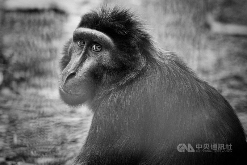 法國獨立攝影師伯納多(Jimmy Beunardeau)受邀參與法國攝影聯展,向民眾介紹台灣野生動物,希望透過作品中的大自然與多元文化,讓更多人認識台灣。他與郭佳雯所合作的攝影書預計於10月後出版。(Jimmy Beunardeau提供)中央社記者曾婷瑄巴黎傳真 110年6月1日