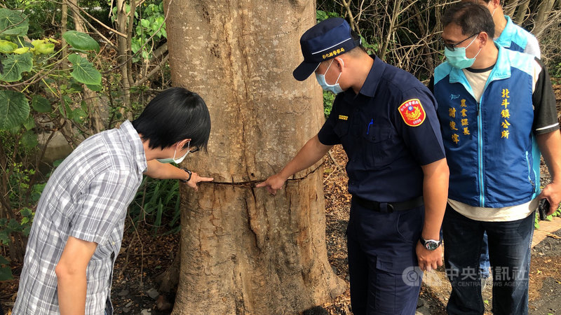 彰化縣一名農民疑因不滿整排小葉欖仁影響農作物日照,3月以鋸子對其中12棵環狀切割,造成樹木逐漸枯死。(北斗分局提供)中央社記者蕭博陽彰化縣傳真 110年6月1日