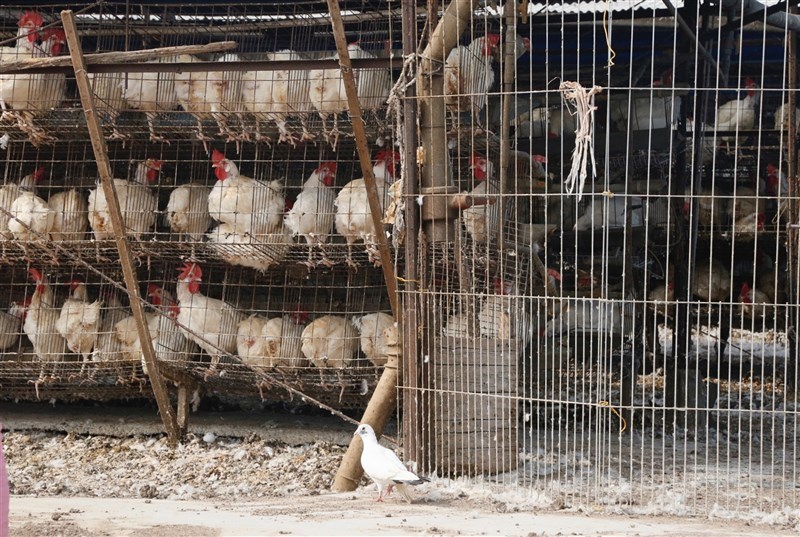俄羅斯20日表示,國內科學家在境內發現全球首批H5N8禽流感病毒株傳人病例。(示意圖/中央社檔案照片)