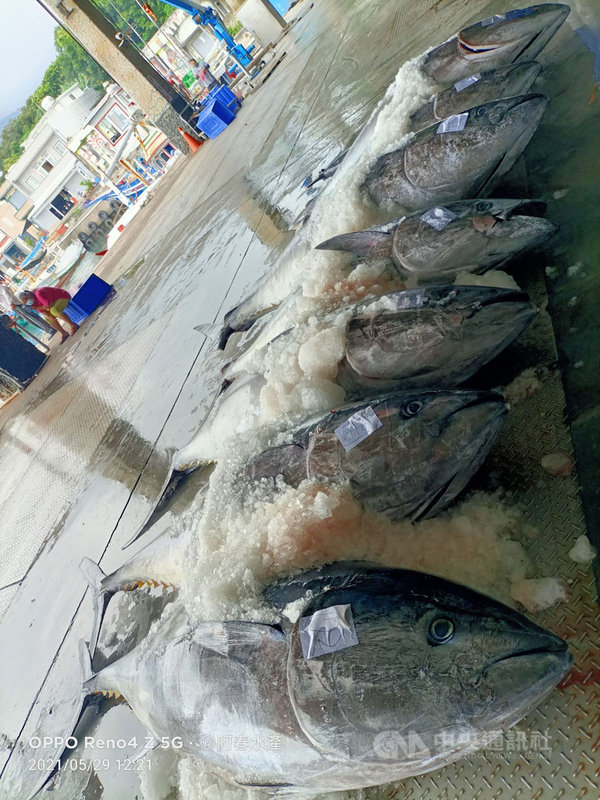目前進入黑鮪魚、黃鰭鮪魚產季,但許多餐飲業者受疫情影響暫時歇業,台東魚販索性推出宅配外送,因價錢親民,不少人合資宅配,甚至買整隻黑鮪魚,直呼「買到賺到」。(民眾提供)中央社記者盧太城台東傳真 110年6月2日
