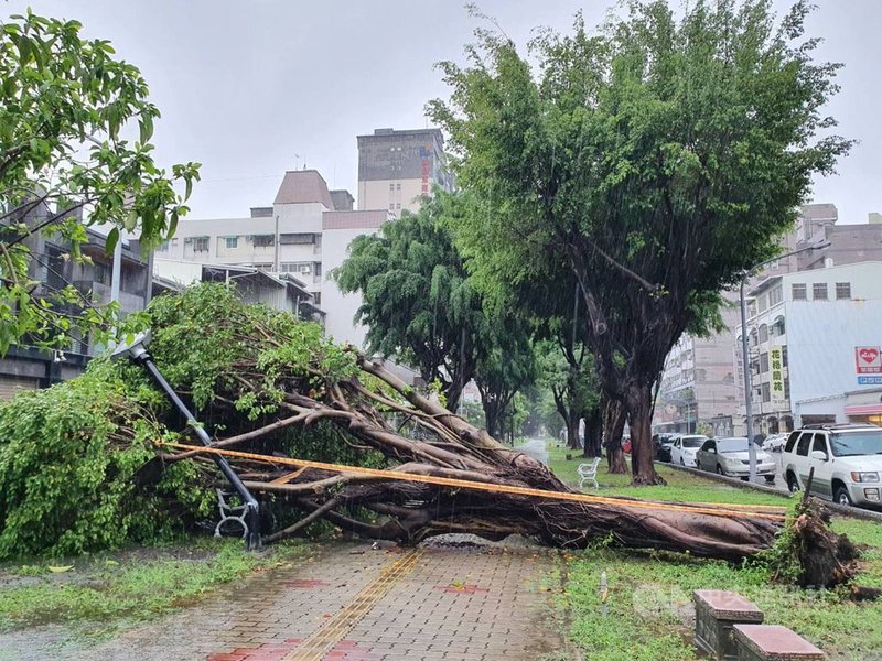 受到滯留鋒面影響,屏東縣雨量全台之冠,6日屏東市瑞光路林蔭大道的老榕樹在大雨中倒下。中央社記者郭芷瑄攝 110年6月6日