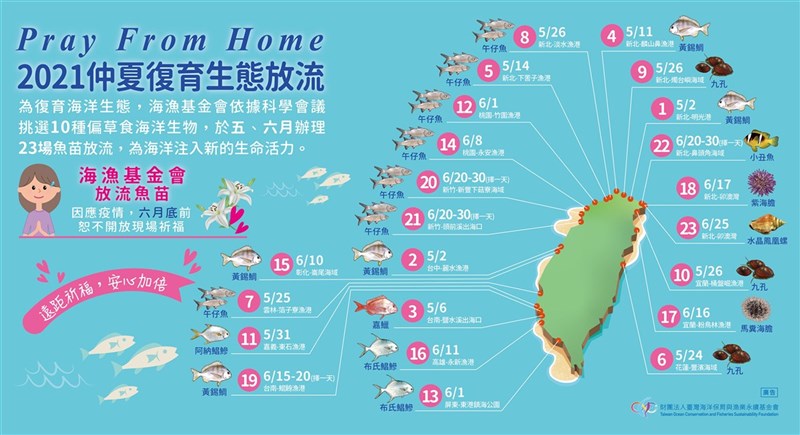 財團法人台灣海洋保育與漁業永續基金會在5、6月間共規劃23場放流,放流包含黃錫鯛、嘉鱲、午仔魚、小丑魚、九孔、紫海膽、馬糞海膽、水晶鳳凰螺、阿納鯧鰺與布氏鯧鰺等10種物種,棲地涵蓋了海床沙地、礁岩地與珊瑚礁3種海洋生態,並透過嚴選養殖場來確保基因多樣性。(台灣海洋保育與漁業永續基金會提供)中央社記者楊淑閔傳真 110年6月8日