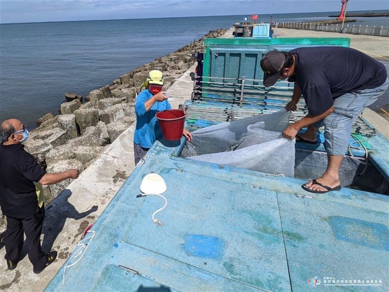 台灣海洋保育與漁業永續基金會5、6月共規劃23場放流活動,放流包含黃錫鯛、嘉鱲、午仔魚、小丑魚、九孔、紫海膽等10物種,8日並在桃園永安漁港放流午仔魚。(海漁基金會提供)中央社記者楊淑閔傳真 110年6月8日