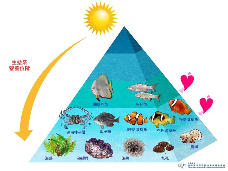 財團法人台灣海洋保育與漁業永續基金會執行長林愛龍表示,民間團體想以放流魚苗或放生漁獲來恢復生態,為讓復育生態有效並提升生物多樣性,8日與漁業署聯名發表「魚苗正確放流」動畫短片,推廣正確「生態放流」觀念,建議依放流季節與地點,優先挑選當地原生生態中低位階生物幼苗放流,才能為健康海洋打底。(海漁基金會提供)中央社記者楊淑閔傳真 110年6月8日