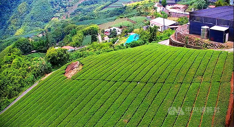 交通部觀光局阿里山國家風景區管理處在阿里山6個熱門景點架設24小時直播高畫質即時影像,只要上網觀看,茶園風光等美景就能盡收眼底。(阿里山管理處提供)中央社記者蔡智明傳真 110年6月8日