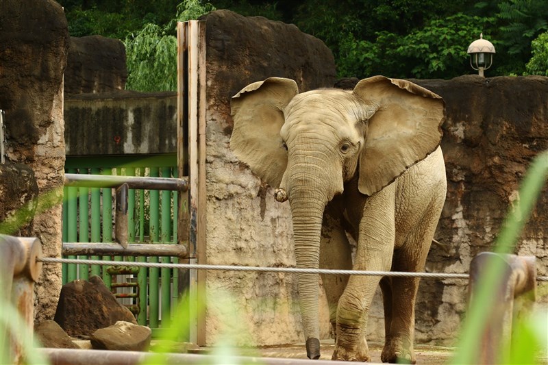 印度坦米爾那都省清奈市的動物園一隻亞洲師音染疫死亡,為安全起見,園方已對同省一座森林保育區內28頭大象採檢。(示意圖/圖取自Unsplash圖庫)