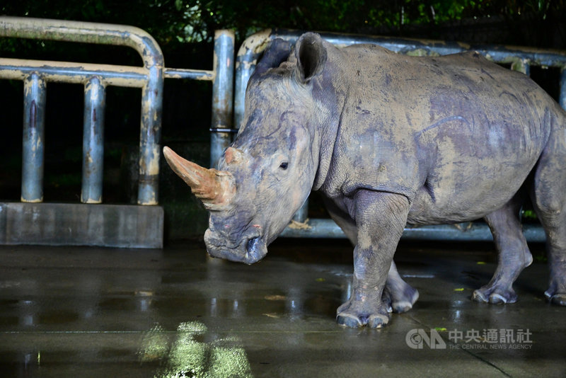 六福村動物園犀牛妹艾瑪原定3月遠嫁日本,讓台日犀牛聯姻,促進犀牛血緣豐富化,因疫情直到8日才出發;艾瑪出嫁前一天似乎也感受到離情依依,不安地走來走去。(六福旅遊集團提供)中央社 110年6月10日