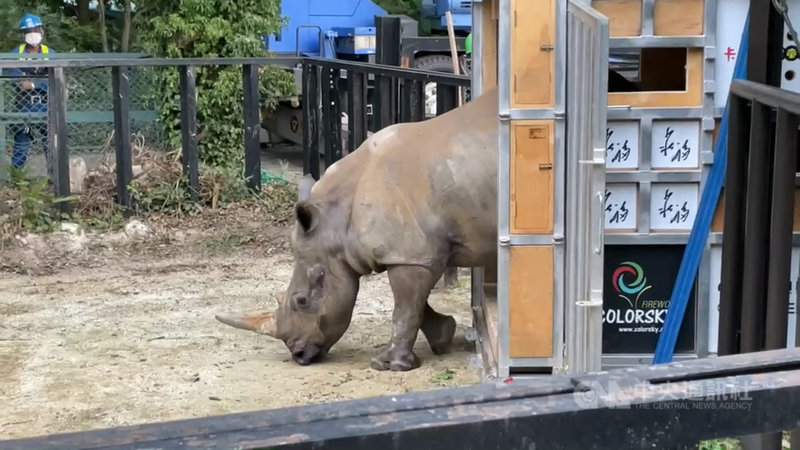 六福村動物園犀牛妹艾瑪遠嫁日本,抵達日本後就像個好奇寶寶,探索新環境。(六福旅遊集團提供)中央社 110年6月10日