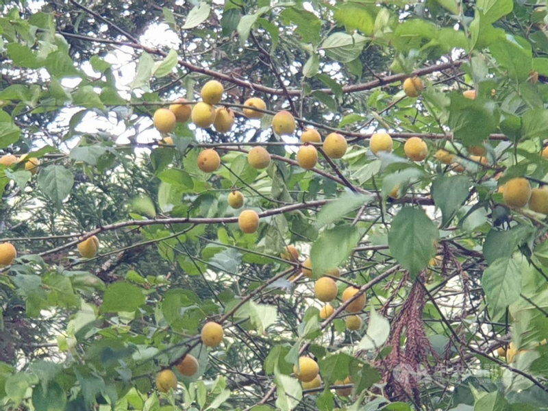 近期梅雨鋒面帶來及時雨,為武陵農場生態帶來幾分新氣象,農場內梅子也逐漸成熟轉黃。(武陵農場提供)中央社記者郝雪卿傳真 110年6月11日