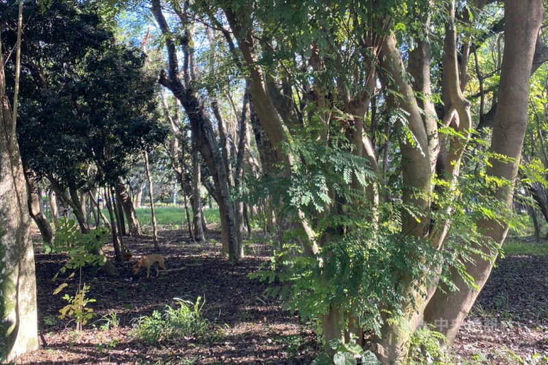 台南山上花園水道博物館利用因疫情封園期間盤點園區樹種,發現密林區內有一片相思豆樹林正值落果期。(台南市文化局提供)中央社記者楊思瑞台南傳真 110年6月13日