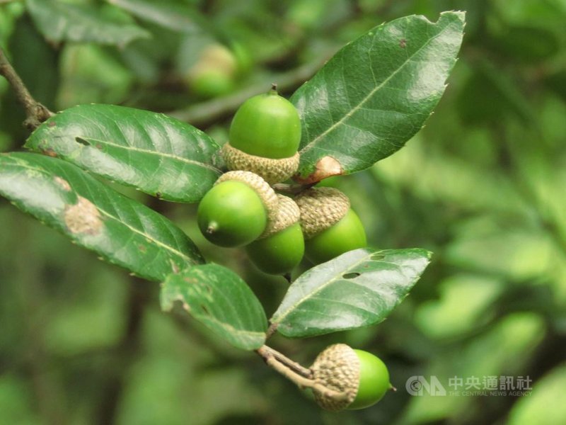 太魯閣國家公園管理處指出,依慈濟大學教授陳添財研究統計發現,共有63種以太魯閣國家公園區內地名、山名所命名的植物,如太魯閣櫟(圖)等,其中多達56種是台灣特有種。(民眾提供)中央社記者李先鳳傳真 110年6月14日