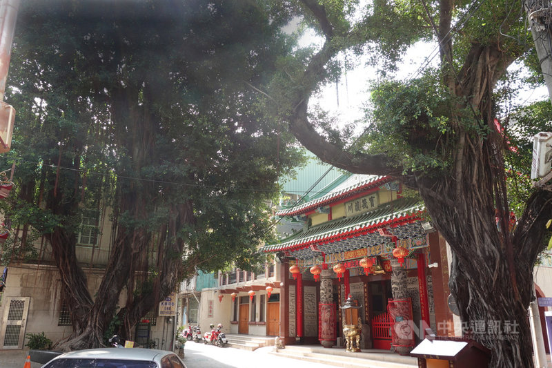 台南市政府農業局整理公布曾出現在電視劇場景中的珍貴樹木,盼民眾追劇時可留意找尋,一起發掘老樹之美。圖為中西區清水寺附近的老榕樹。(台南市農業局提供)中央社記者楊思瑞台南傳真 110年6月14日