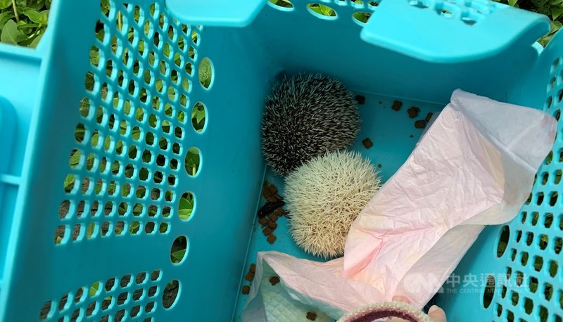 新北市動保處日前獲報有男子將2隻刺蝟棄養街頭,經查開罰棄養的飼主新台幣6萬元,動保處也提醒民眾養寵物不可隨意棄養。(動保處提供)中央社記者王鴻國傳真 110年6月16日