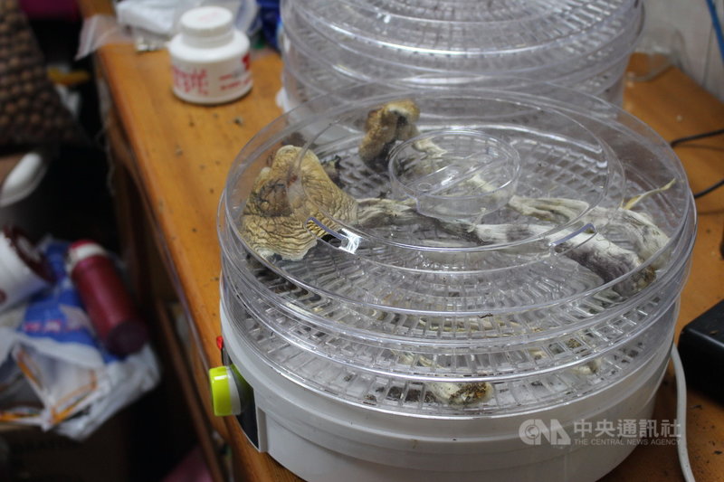 高雄市陳姓男子在網路上學習種植二級毒品迷幻蘑菇的方法,從國外購入栽種用的「孢子印」,自行以培養皿等相關設備栽種、製造、烘乾。(警方提供)中央社記者蘇木春傳真 110年6月18日