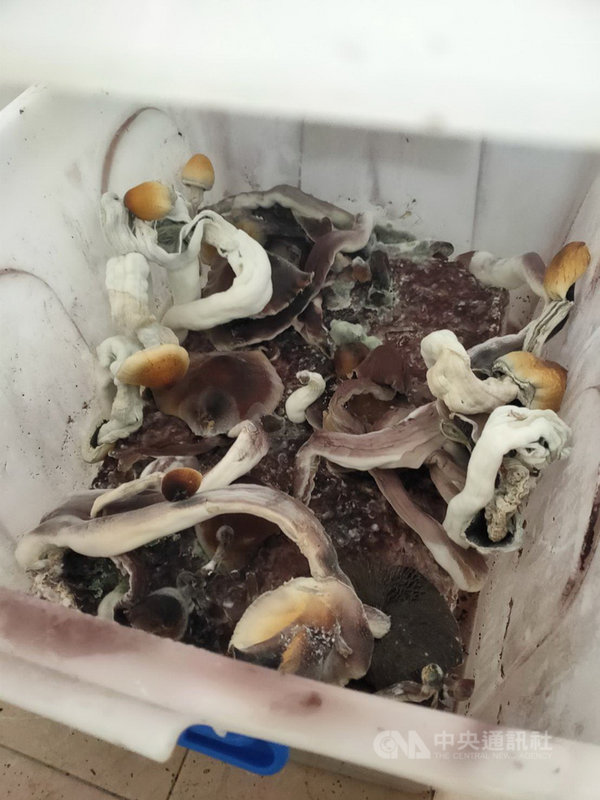 高雄市陳姓男子在網路上學習種植二級毒品迷幻蘑菇的方法,種植成功後再烘乾,並在社群網站上兜售。(警方提供)中央社記者蘇木春傳真 110年6月18日
