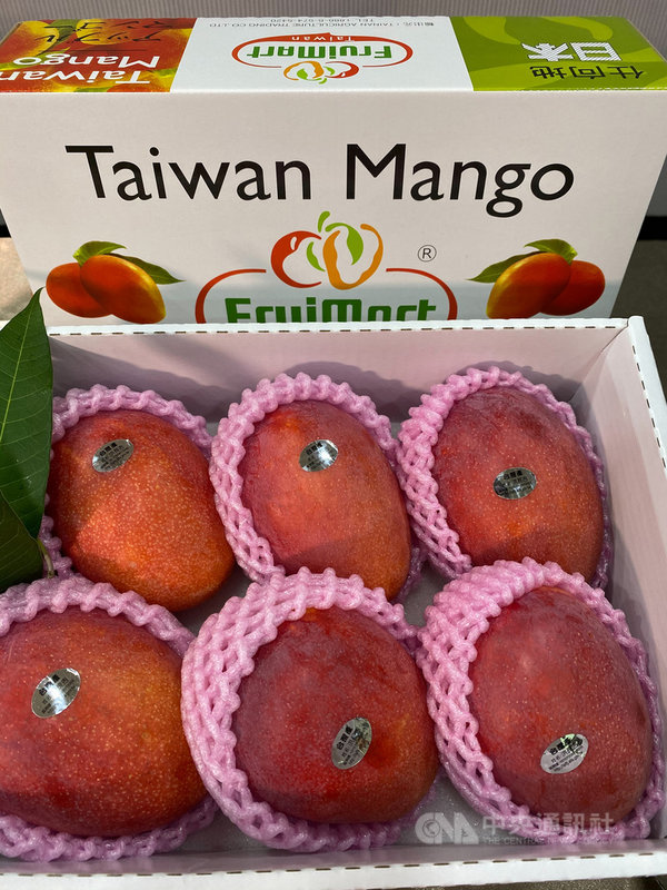 台南芒果即將進入盛產期,今年受到乾旱少雨影響,「小果」比例比往年多,不過果農也指出,今年芒果口感品質優於往年。(台南市政府提供)中央社記者張榮祥台南傳真 110年6月19日