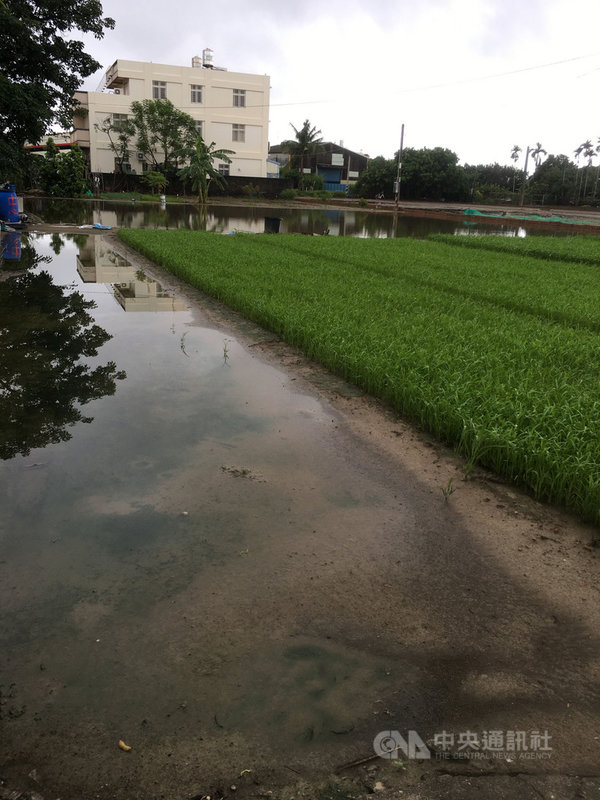 高雄市梓官區部分菜田因連日降雨積水,農會表示,梓官區蔬菜專區面積有約300公頃,由於正值雨季,種植的葉菜大約只有30公頃而已,所以這波豪雨,對梓官蔬菜農民大致影響有限。(梓官區農會提供)中央社記者王淑芬傳真 110年6月20日
