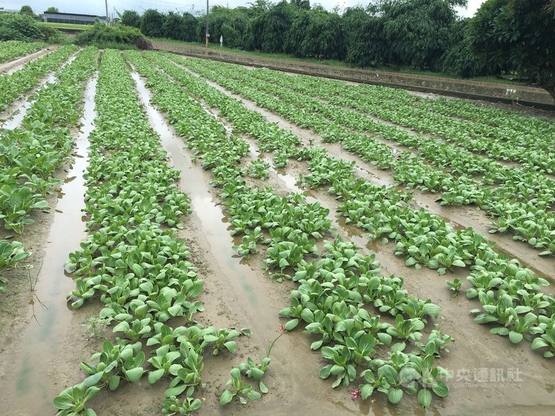 高雄接連一波波大雨,梓官蔬菜專業區種植的葉菜泡水,22日農民趁大雨暫歇,下田採收,盼減少農損。(民眾提供)中央社記者王淑芬傳真 110年6月22日