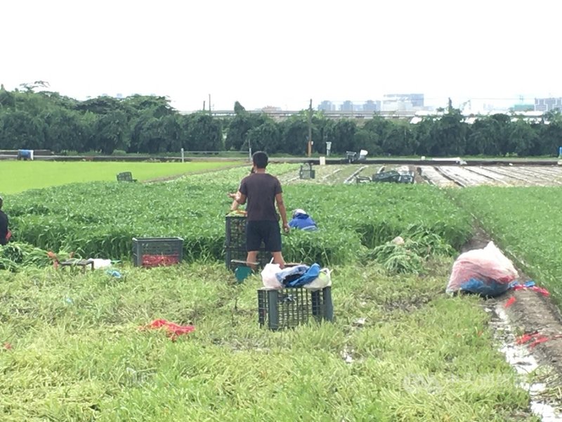 高雄接連一波波大雨,梓官蔬菜專業區種植的葉菜泡水,農民不捨辛苦種植的蔬菜泡水,22日趁著雨歇趕緊下田採收,盼能減少農損。(民眾提供)中央社記者王淑芬傳真 110年6月22日
