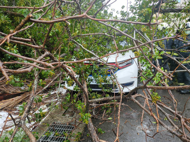 台中市22日午後各處間歇下起大雨,沙鹿區有一輛白色自小客車停放路邊,駕駛在車內休息,因大雨來襲路樹突然傾倒,直接壓在白車正上方,駕駛受困,所幸經消防員協助後順利脫困,駕駛僅受驚嚇未受傷。(民眾提供)中央社記者趙麗妍傳真 110年6月22日