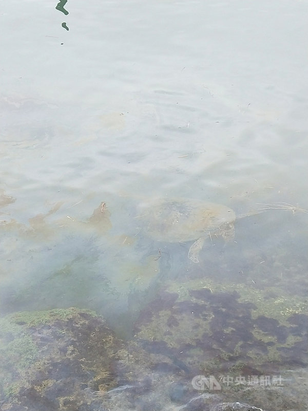 台灣中油在高雄大林外海的輸油管破裂,油污影響屏東縣小琉球熱門觀光景點花瓶岩及中澳沙灘一帶,相關單位獲報已進行緊急處理;22日在漂浮著油污的海面下,可見海龜游動。(琉球區漁會提供)中央社記者郭芷瑄傳真 110年6月22日