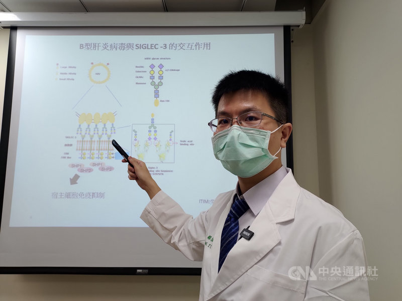 中國醫藥大學附設醫院醫師蔡宗佑23日表示,研究團隊發現B型肝炎病毒的表面抗原(HBsAg)存在著唾液酸聚醣(sialoglycans),會與人體免疫細胞上的免疫檢查點Siglec-3結合,從而抑制人體免疫系統對抗病毒。(中國醫藥大學附設醫院提供)中央社記者郝雪卿傳真 110年6月23日
