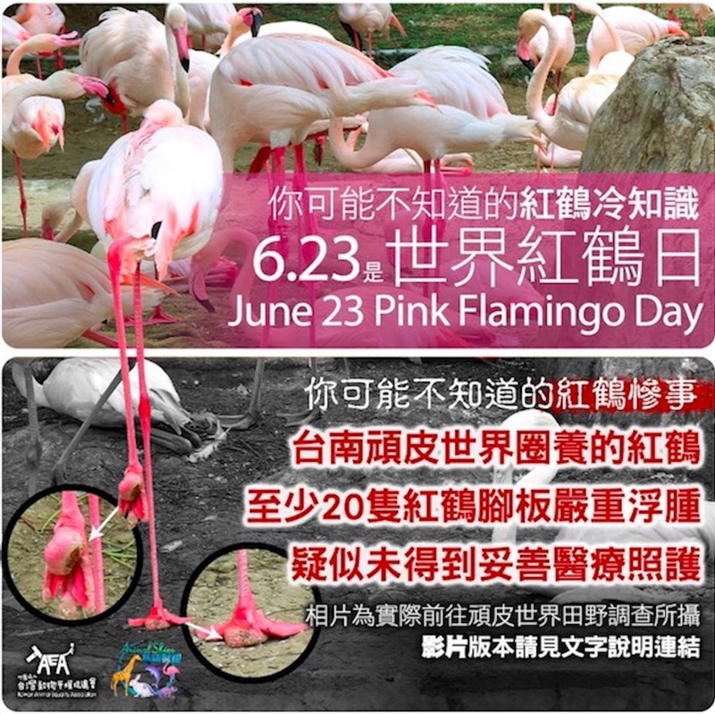 動保平台鳥語獸躍表示,6月23日是世界紅鶴日,台南頑皮世界野生動物園內的紅鶴卻未獲得妥善照護,有20 多隻紅鶴腳板浮腫,有的罹患禽掌炎,高溫下惡化潰爛。農委會允諾行文台南市府稽查。(鳥語獸躍提供)中央社記者楊淑閔傳真 110年6月23日